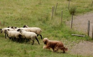 Les races de chien pour les troupeaux