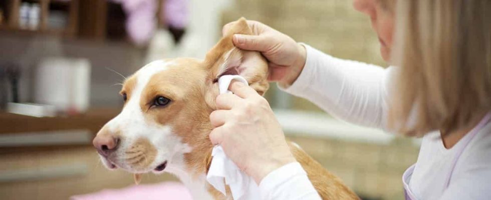 Comment nettoyer les oreilles de son chien ?